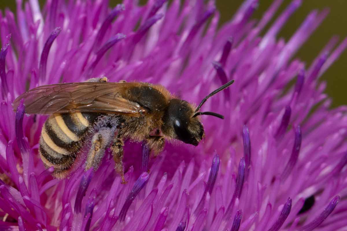 Furchenbiene - Halictus scabiosae? Image
